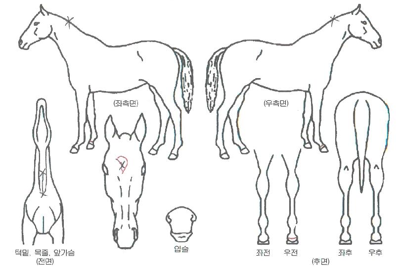 ¿¡À̽ºÆÄ¿öÀÇ Ãø¸é,¿ì¸é,µÞ¸é,µÎ»ó,´Ù¸®ÀÇ Æ¯Â¡µµÇØ