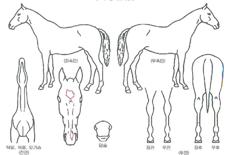 Ŭ¸°¾÷Å·ÀÇ Ãø¸é,¿ì¸é,µÞ¸é,µÎ»ó,´Ù¸®ÀÇ Æ¯Â¡µµÇØ