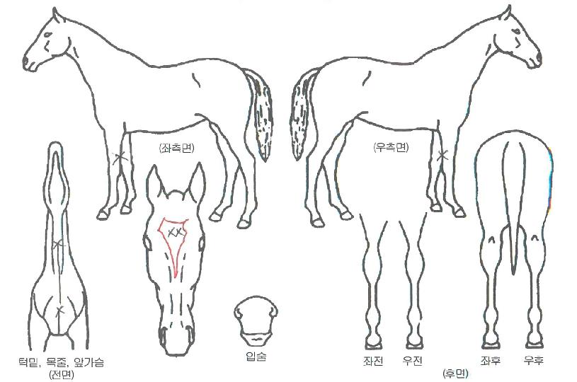 ÆÄÀÎÆÄ¿öÀÇ Ãø¸é,¿ì¸é,µÞ¸é,µÎ»ó,´Ù¸®ÀÇ Æ¯Â¡µµÇØ