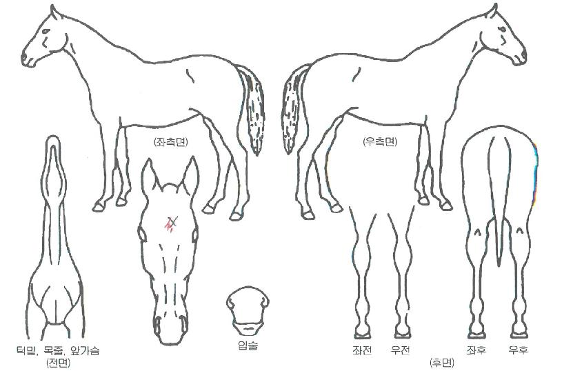 �и���޷��ڸ��� ����,���,�޸�,�λ�,�ٸ��� Ư¡����