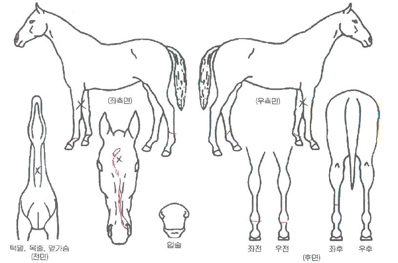 ¿ÀÇÂèÇǾðÀÇ Ãø¸é,¿ì¸é,µÞ¸é,µÎ»ó,´Ù¸®ÀÇ Æ¯Â¡µµÇØ