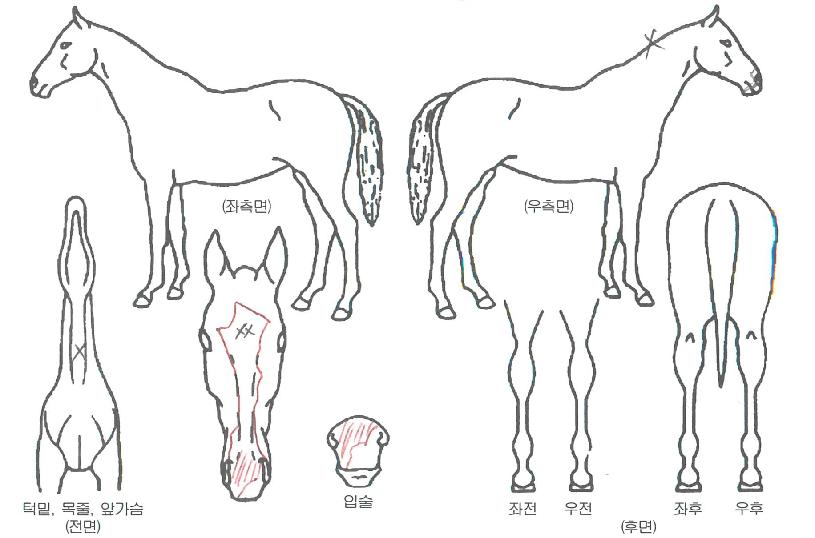 �ֽ�Ʈ����������ڸ��� ����,���,�޸�,�λ�,�ٸ��� Ư¡����