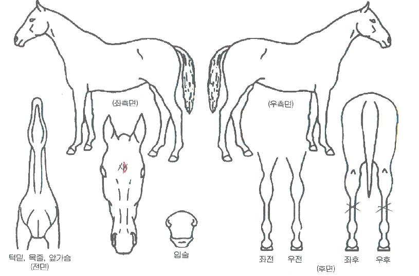 À¯¼º½ºÅ¸ÀÇ Ãø¸é,¿ì¸é,µÞ¸é,µÎ»ó,´Ù¸®ÀÇ Æ¯Â¡µµÇØ