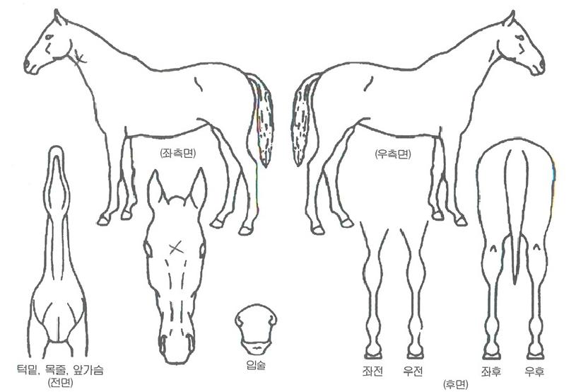 �汹�����ڸ��� ����,���,�޸�,�λ�,�ٸ��� Ư¡����