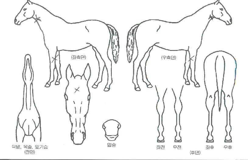 ����屺�� ����,���,�޸�,�λ�,�ٸ��� Ư¡����