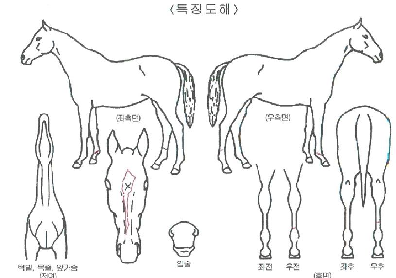 ´ã¾çÀ屺ÀÇ Ãø¸é,¿ì¸é,µÞ¸é,µÎ»ó,´Ù¸®ÀÇ Æ¯Â¡µµÇØ