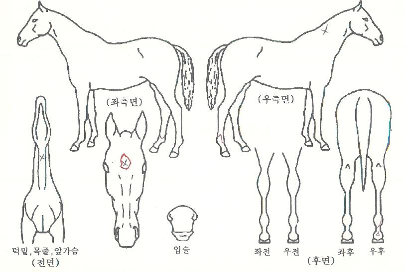 ��ħ������ ����,���,�޸�,�λ�,�ٸ��� Ư¡����