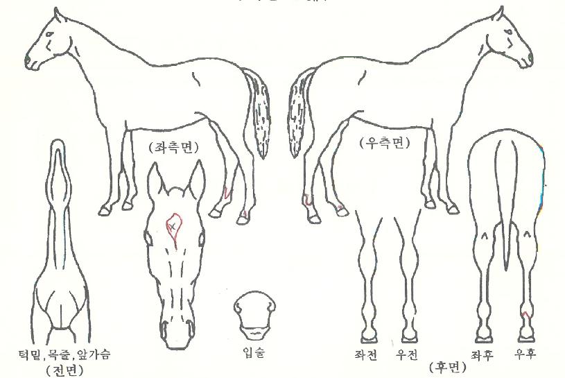 ·°Å°¾ÆÀÌÀÇ Ãø¸é,¿ì¸é,µÞ¸é,µÎ»ó,´Ù¸®ÀÇ Æ¯Â¡µµÇØ