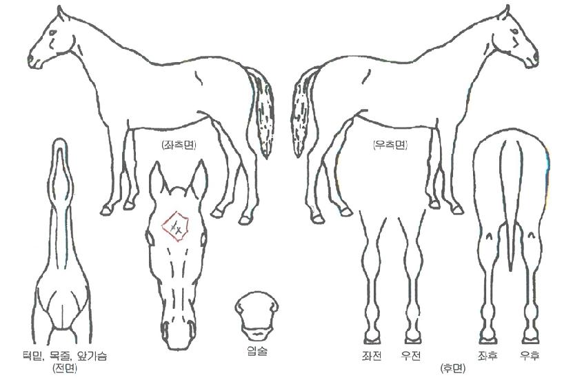 ÃÊ·Ï¿¸ÅÀÇ Ãø¸é,¿ì¸é,µÞ¸é,µÎ»ó,´Ù¸®ÀÇ Æ¯Â¡µµÇØ