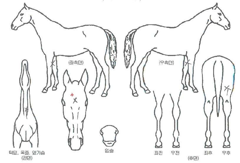 °ñµçÀ̱ÛÀÚ¸¶ÀÇ Ãø¸é,¿ì¸é,µÞ¸é,µÎ»ó,´Ù¸®ÀÇ Æ¯Â¡µµÇØ