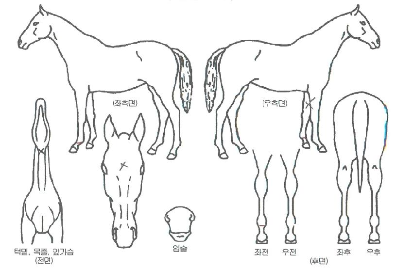 ´í¼ÀÇ Ãø¸é,¿ì¸é,µÞ¸é,µÎ»ó,´Ù¸®ÀÇ Æ¯Â¡µµÇØ