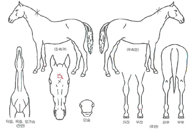 ºñīȣÇÁÀÇ Ãø¸é,¿ì¸é,µÞ¸é,µÎ»ó,´Ù¸®ÀÇ Æ¯Â¡µµÇØ