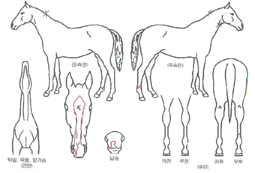 ¹Ù¿îµùÆÄÅ©ÀÇ Ãø¸é,¿ì¸é,µÞ¸é,µÎ»ó,´Ù¸®ÀÇ Æ¯Â¡µµÇØ