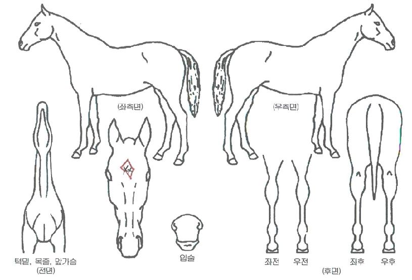 ¹Ù´ÙºÒÆÐÀÇ Ãø¸é,¿ì¸é,µÞ¸é,µÎ»ó,´Ù¸®ÀÇ Æ¯Â¡µµÇØ