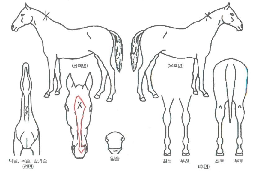 �뽺Ÿ�� ����,���,�޸�,�λ�,�ٸ��� Ư¡����