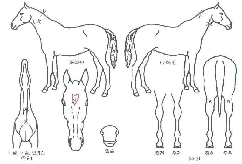 ¿¡ÀÌÇÁ¸±½º³ëºí¿øÀÚ¸¶ÀÇ Ãø¸é,¿ì¸é,µÞ¸é,µÎ»ó,´Ù¸®ÀÇ Æ¯Â¡µµÇØ