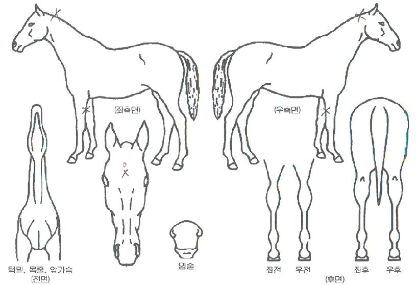 Àεð¾ðÄ¡ÇÁÀÇ Ãø¸é,¿ì¸é,µÞ¸é,µÎ»ó,´Ù¸®ÀÇ Æ¯Â¡µµÇØ