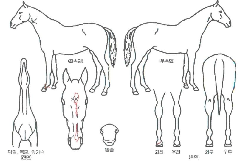 �̽�ĵ������ ����,���,�޸�,�λ�,�ٸ��� Ư¡����