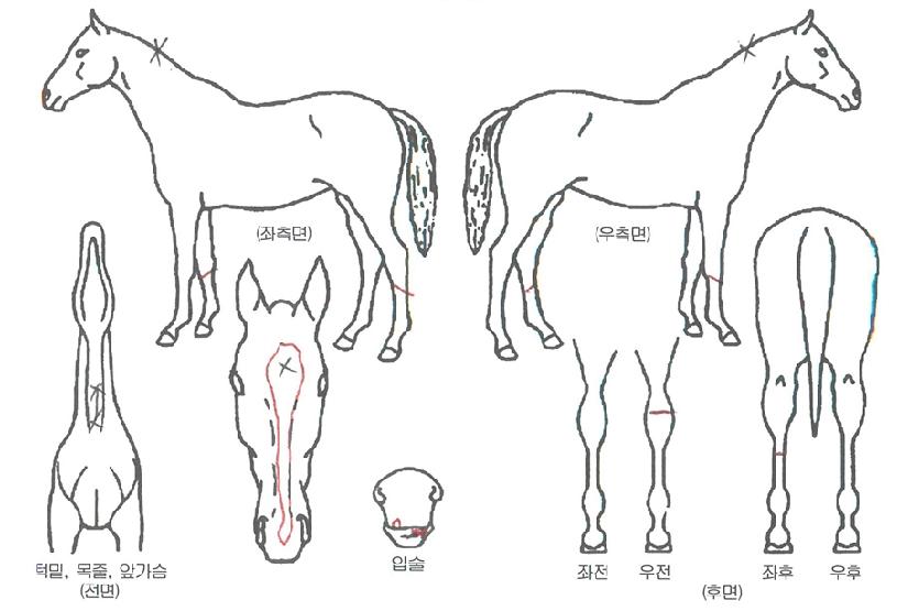 ������������ ����,���,�޸�,�λ�,�ٸ��� Ư¡����