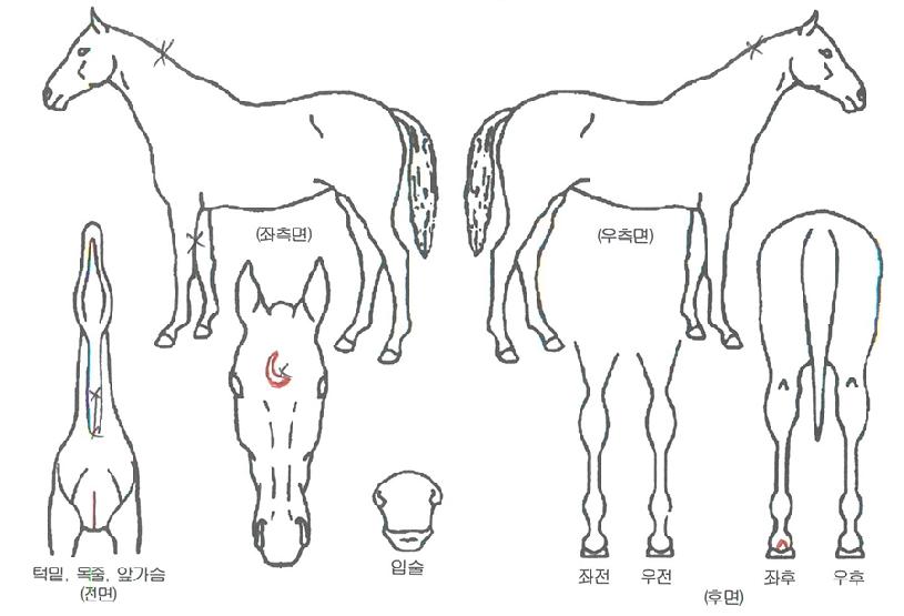 ¼±¿äÀÇ Ãø¸é,¿ì¸é,µÞ¸é,µÎ»ó,´Ù¸®ÀÇ Æ¯Â¡µµÇØ