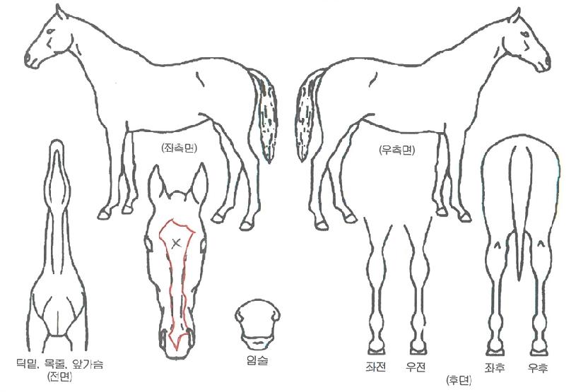 �帲����Ŀ�� ����,���,�޸�,�λ�,�ٸ��� Ư¡����