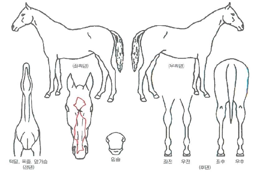 ����Ĺ�� ����,���,�޸�,�λ�,�ٸ��� Ư¡����