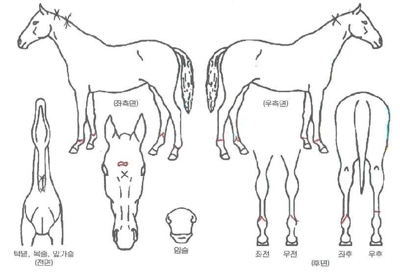 ½º¸¶Æ®¹ë·¯ÀÇ Ãø¸é,¿ì¸é,µÞ¸é,µÎ»ó,´Ù¸®ÀÇ Æ¯Â¡µµÇØ