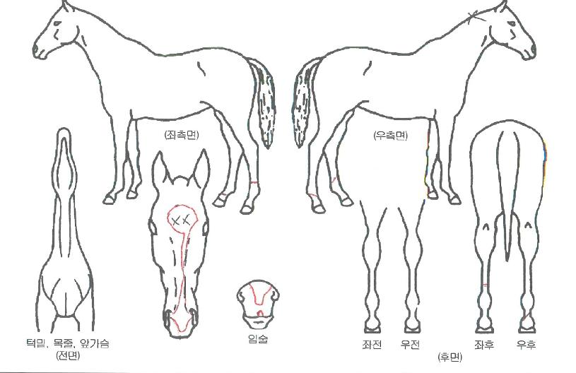 �Ÿ����� ����,���,�޸�,�λ�,�ٸ��� Ư¡����