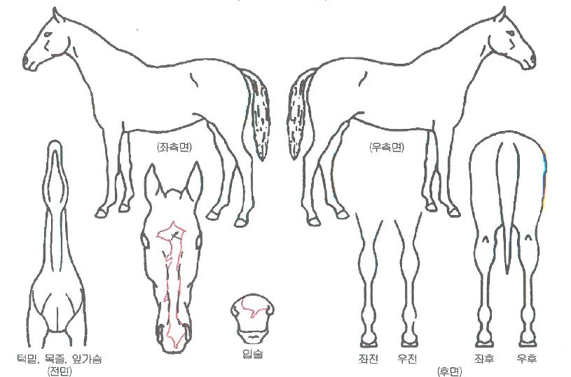 �Ѱ������ ����,���,�޸�,�λ�,�ٸ��� Ư¡����