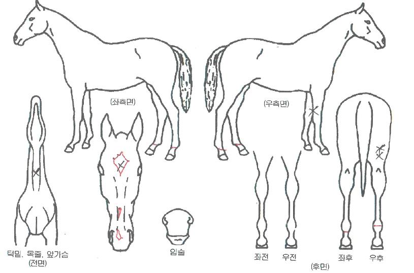 ÀÎÁ¶À̸¶À̼îÀÇ Ãø¸é,¿ì¸é,µÞ¸é,µÎ»ó,´Ù¸®ÀÇ Æ¯Â¡µµÇØ