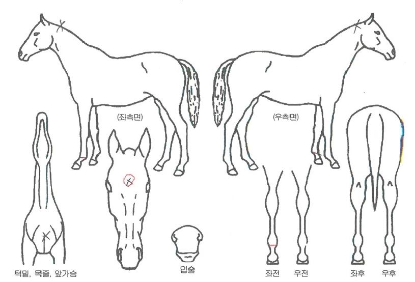 ´ëº¸¸í°¡ÀÇ Ãø¸é,¿ì¸é,µÞ¸é,µÎ»ó,´Ù¸®ÀÇ Æ¯Â¡µµÇØ