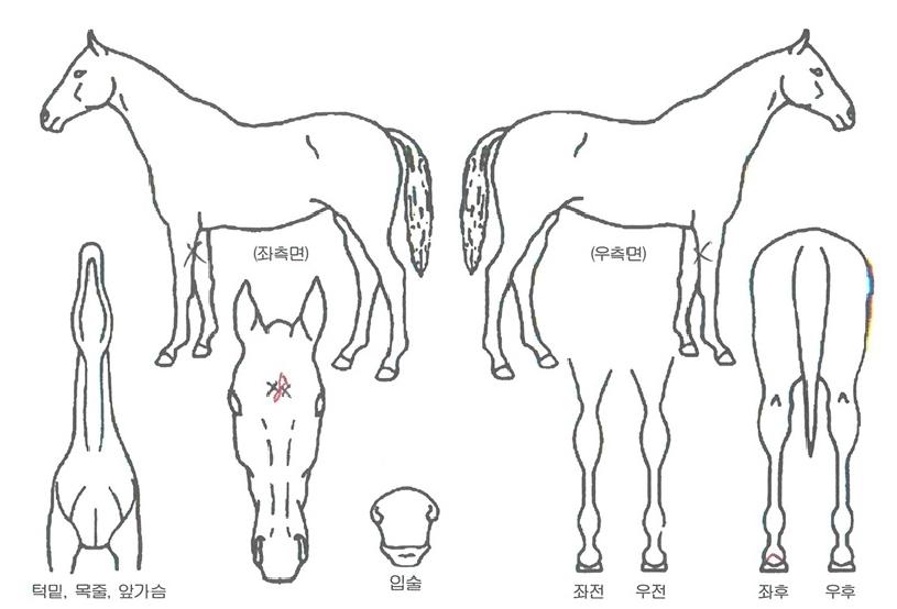 ���ױ渮�� ����,���,�޸�,�λ�,�ٸ��� Ư¡����