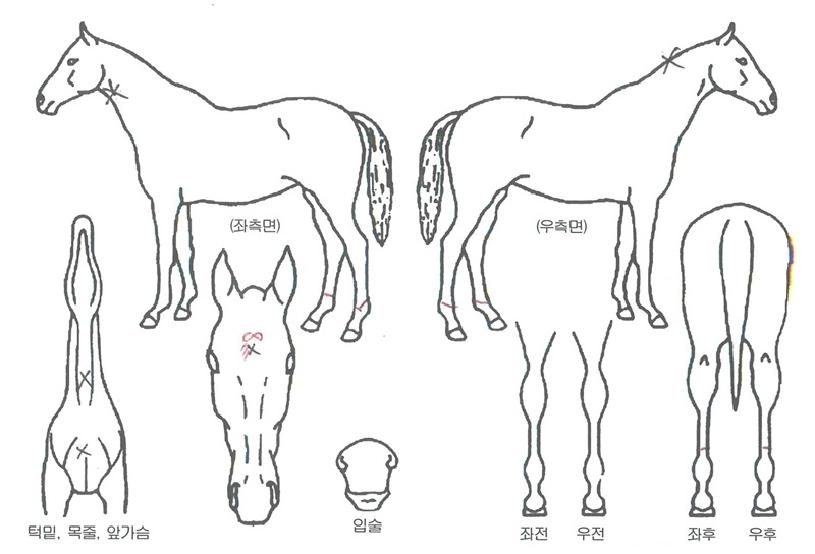 À§´×Ä¡¾Ó¸¶ÀÌÀÇ Ãø¸é,¿ì¸é,µÞ¸é,µÎ»ó,´Ù¸®ÀÇ Æ¯Â¡µµÇØ