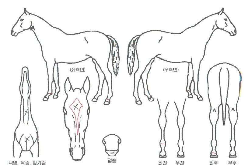 �䵿������ ����,���,�޸�,�λ�,�ٸ��� Ư¡����