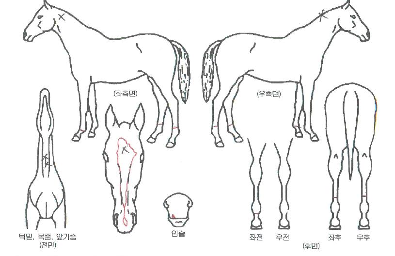 ¶ó¿ÂÆÓ¸®½ºÀÇ Ãø¸é,¿ì¸é,µÞ¸é,µÎ»ó,´Ù¸®ÀÇ Æ¯Â¡µµÇØ