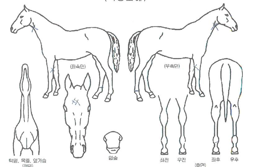 ������������ ����,���,�޸�,�λ�,�ٸ��� Ư¡����