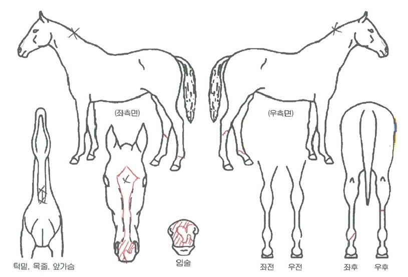 Ǫ�������� ����,���,�޸�,�λ�,�ٸ��� Ư¡����