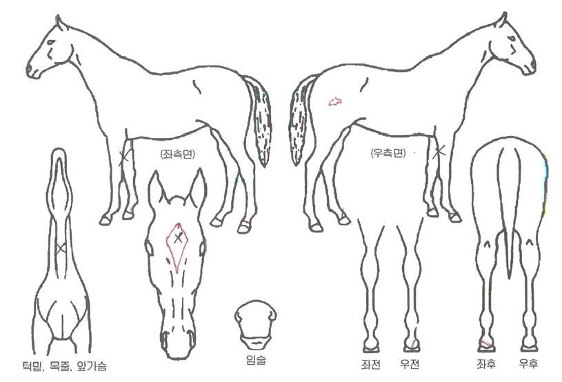 ��Ű���ڸ��� ����,���,�޸�,�λ�,�ٸ��� Ư¡����