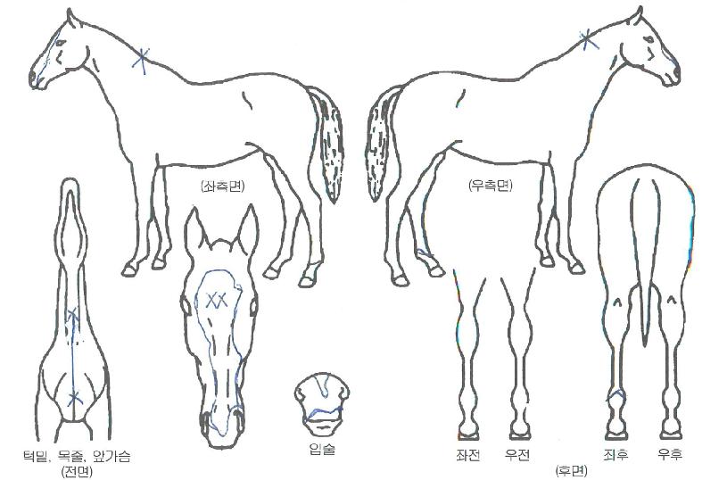 ÁÖµðÆ®¶ó¿òÀÚ¸¶ÀÇ Ãø¸é,¿ì¸é,µÞ¸é,µÎ»ó,´Ù¸®ÀÇ Æ¯Â¡µµÇØ