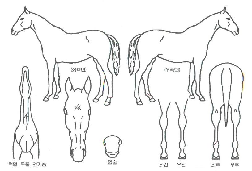 ÄÀǺ°ÀÚ¸¶ÀÇ Ãø¸é,¿ì¸é,µÞ¸é,µÎ»ó,´Ù¸®ÀÇ Æ¯Â¡µµÇØ