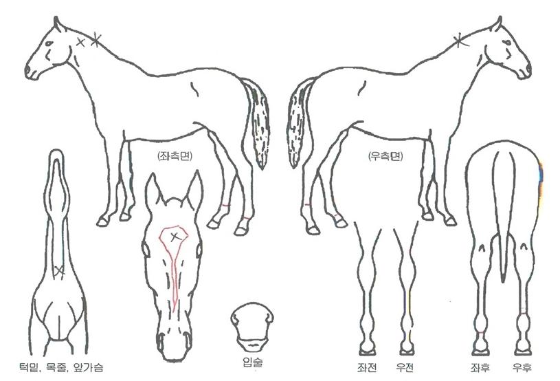 �������̸������ڸ��� ����,���,�޸�,�λ�,�ٸ��� Ư¡����