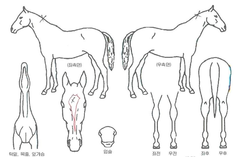 Ÿ��ĳ���� ����,���,�޸�,�λ�,�ٸ��� Ư¡����