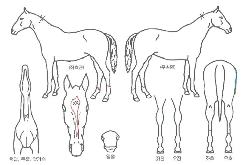 ��ĳ���� ����,���,�޸�,�λ�,�ٸ��� Ư¡����