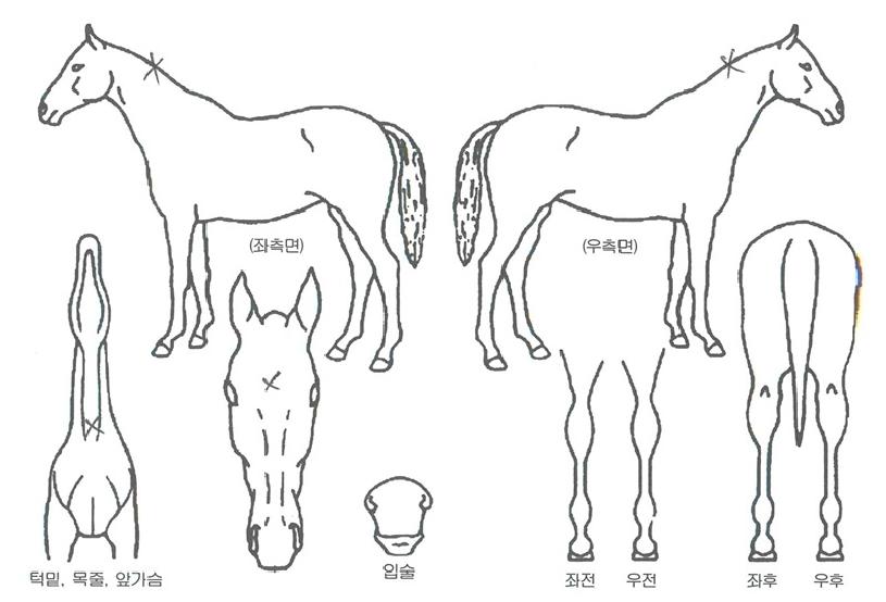 Ŭ¸®¾îÆÛ½ºÆ®ÀÇ Ãø¸é,¿ì¸é,µÞ¸é,µÎ»ó,´Ù¸®ÀÇ Æ¯Â¡µµÇØ