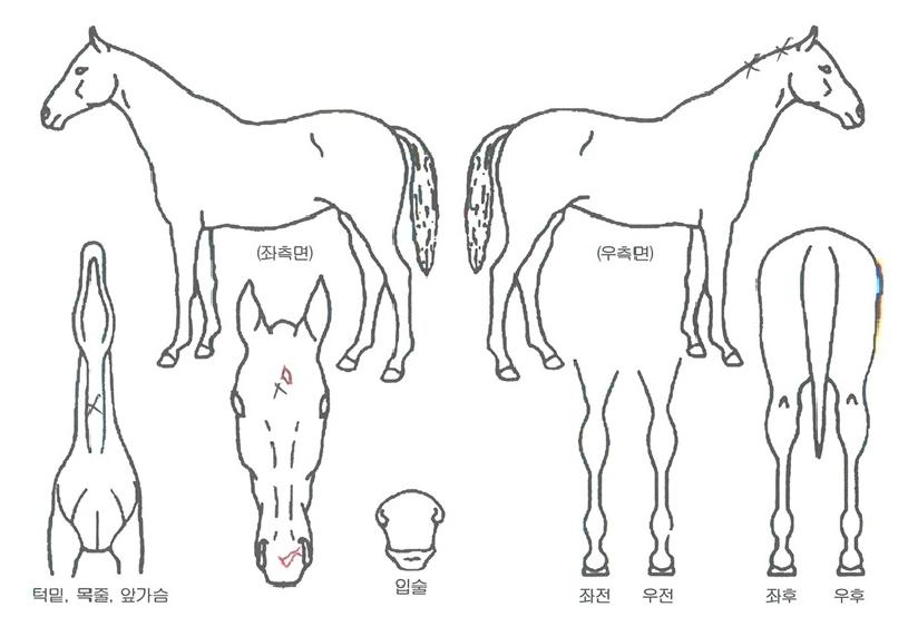 ���Ŀ��� ����,���,�޸�,�λ�,�ٸ��� Ư¡����