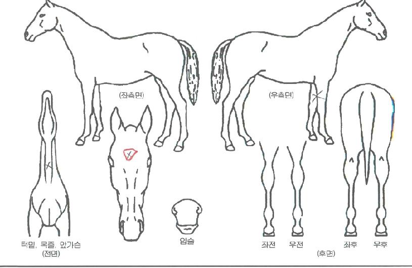 �������̿��� ����,���,�޸�,�λ�,�ٸ��� Ư¡����