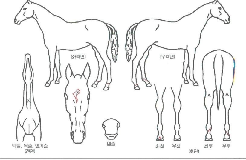¸»¸®ºÎ·ê·¯ÀÇ Ãø¸é,¿ì¸é,µÞ¸é,µÎ»ó,´Ù¸®ÀÇ Æ¯Â¡µµÇØ