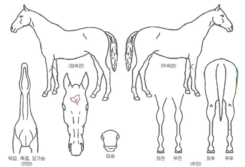 �޲ٴ´���� ����,���,�޸�,�λ�,�ٸ��� Ư¡����