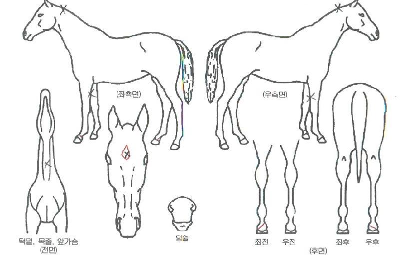 ��ġ�Ӵ��� ����,���,�޸�,�λ�,�ٸ��� Ư¡����