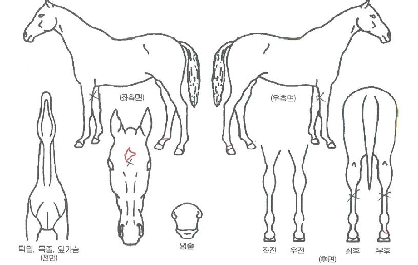 ½ºÆ¿´õ¼î¿ÍÀÌÀÇ Ãø¸é,¿ì¸é,µÞ¸é,µÎ»ó,´Ù¸®ÀÇ Æ¯Â¡µµÇØ